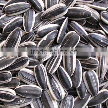 Wide hulled confectionery sunflower seed