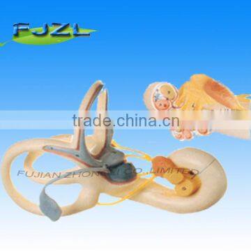 medical science human ear anatomical model, human labyrinth