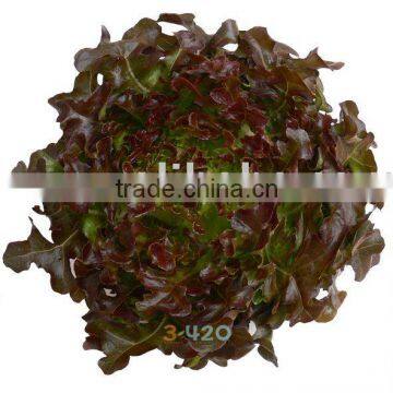 Lettuce - Red Oak