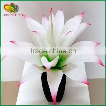 Mini Yucca Plant Bonsai Tree for Home Decoration photo-6