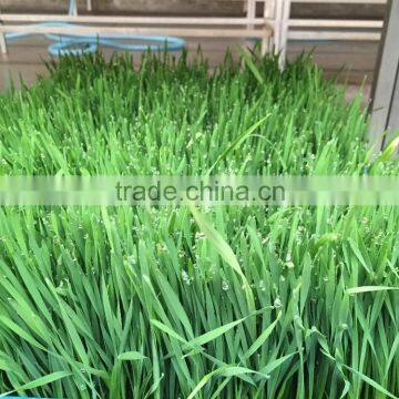 Hydroponics Animal Fodder Machinprofessional Automatic Oat Rooting Machine /bean Budding Machine/animal Fodder Sprouting Machine photo-6