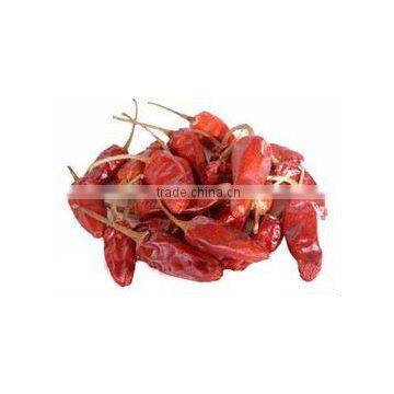 Capsicum Frutescens