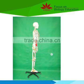With Colored Muscle and Ligament 170 Huamn Skeleton Medical Model photo-2