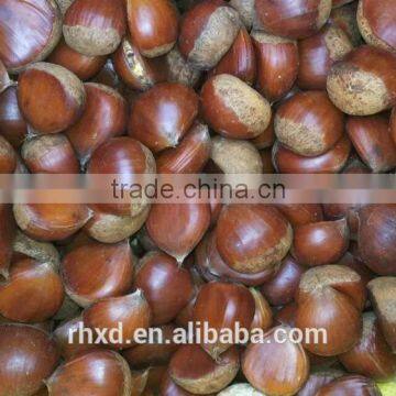 chinese raw chestnuts