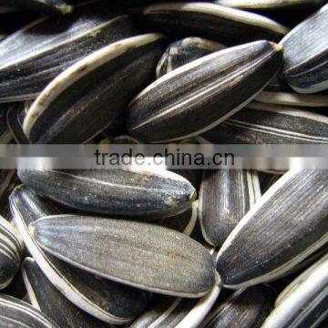 Chinese Black Sunflower Seed photo-2