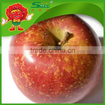 fuji apples high quality without chemical pesticide fuji apple