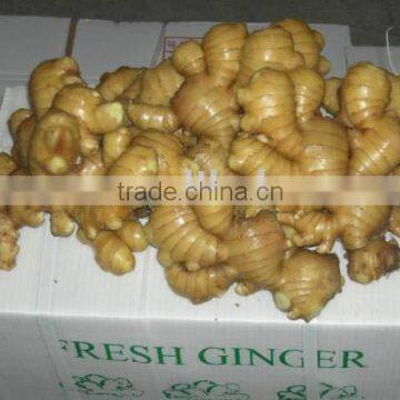 Super Quality Fresh Ginger (200g)/Dry Ginger