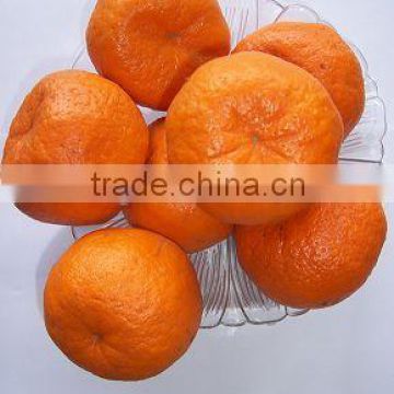 Fresh Nanfeng Mandarin Orange Fruit