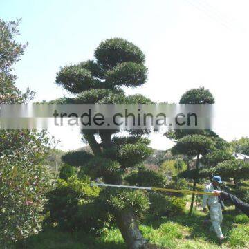 Podocarpus Japanese Big Bonsai for Garden