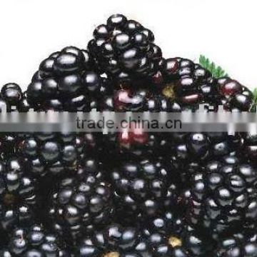 IQF FROZEN BLACKBERRY