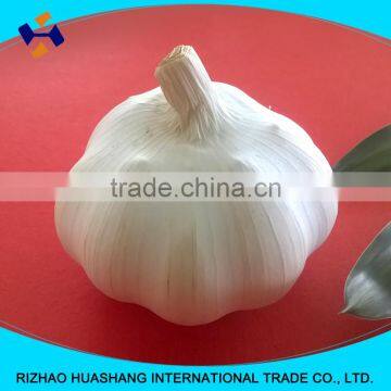 pure white fresh garlic size4.5cm