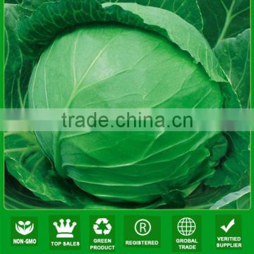 C54 Emerald 60 days mid maturity hybrid cabbage seeds in vegetable seeds