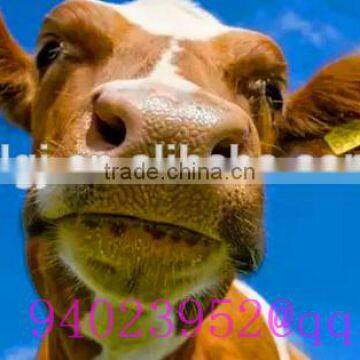 2016 year For cattle Ear Tag Can be customized