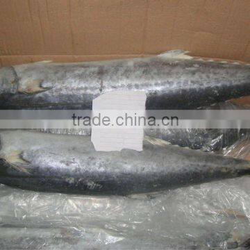 Frozen spanish mackerel 200-300g