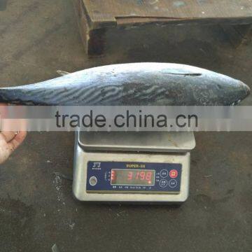 Frozen Fresh Bonito 750g up photo-3