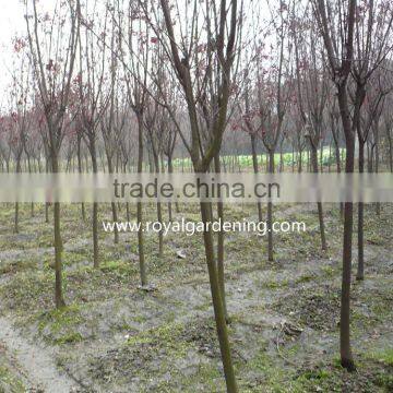 Prunus Cerasifera photo-3