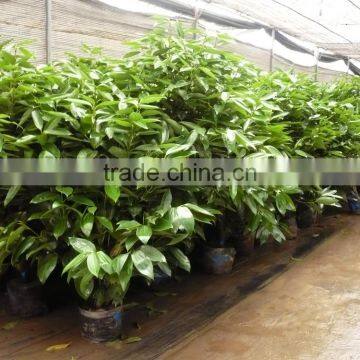 Cinnamomum Cassia Ornamental Plants photo-3