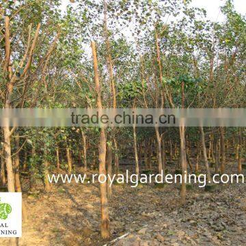 Ficus Religiosa Landscaping Project Trees photo-2