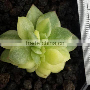 Echeveria Agavoides Gilva Crested Variegated