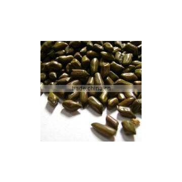 High Quality Cassia Tora Seed photo-2