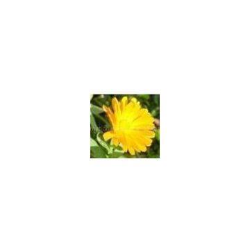 sell Chrysanthemum Extract