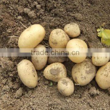 2015 New Crop of the Potato With Lowest Price photo-2