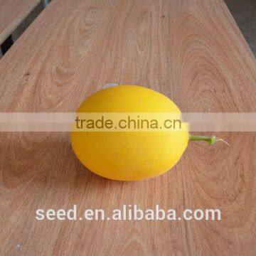 Melon Baby Golden skin white flesh melon seed for sale