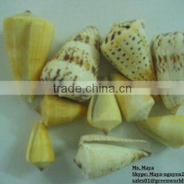 Seashell - Premium product - High quality