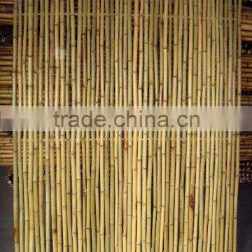 Bamboo fence Sun-003