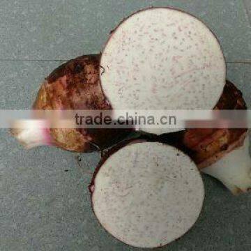 VIETNAM FRESH TARO WITH GOOD QUALITY