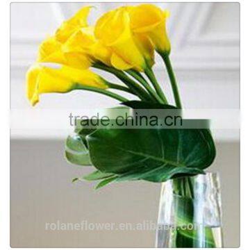 the cheapest price fresh cut yellow calla lily flower