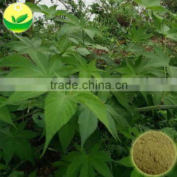 100mesh 280 Mesh Sweet Tea Extract Natural Sweetener OEM Service