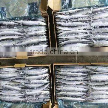 frozen japanese mackerel for bait pacific saury