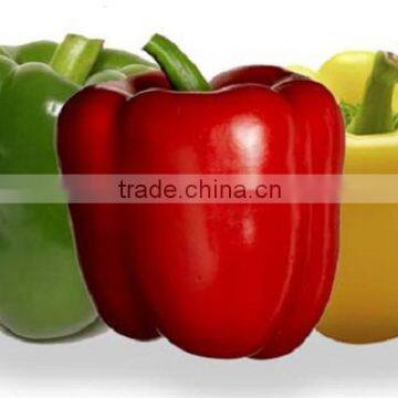 FRESH BELL PEPPER +84963818434 whatsapp