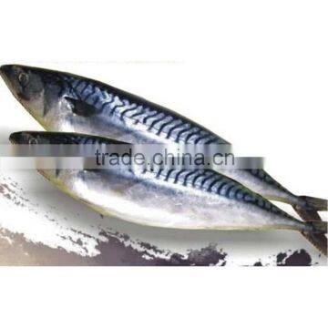 Fresh mackerel fish export to African market