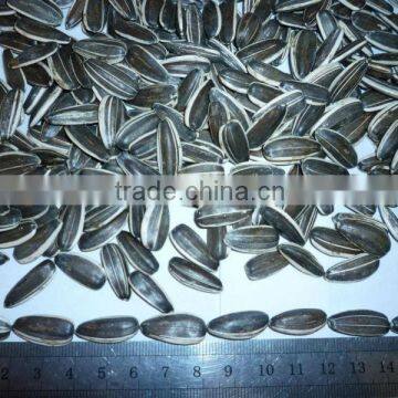 china best quality sunflower seed for export