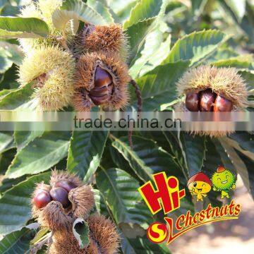 Bulk Fresh Chestnut Chinese Food Wholesale Frozen Raw Food photo-2