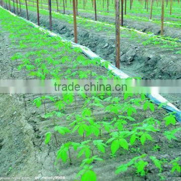 product strengthen penis changbai mountain ginseng