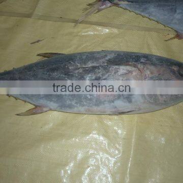 Frozen Yellowfin Tuna Whole photo-3