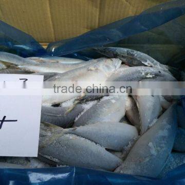 Frozen Pacific Mackerel photo-4
