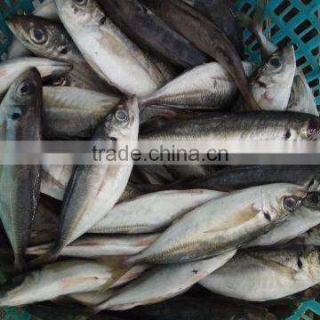 Frozen Fresh Seafood Big Eye Horse Mackerel Superior Quality Fish photo-4