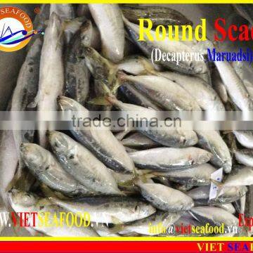 FROZEN W/R ROUND SCAD photo-4