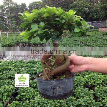 Ficus microcarpa ginseng indoor and outdoor bonsai