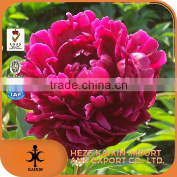 top quality hot sale high quality natural white peony root extract