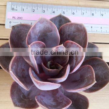 Echeveria Red Bery, Hybrid Echeveria Plant Crassula Ariocarpus