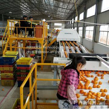 REEMOON Mandarin sorting machines, Mandarins sorting sizer and grading equipment Citrus sorting machines, size sorting, color sorting, Citrus sorting sizer and grading equipment