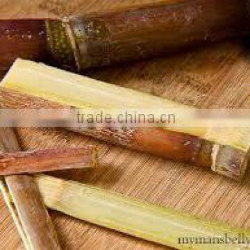 Fresh Sweet Sugar Cane from Vietnam