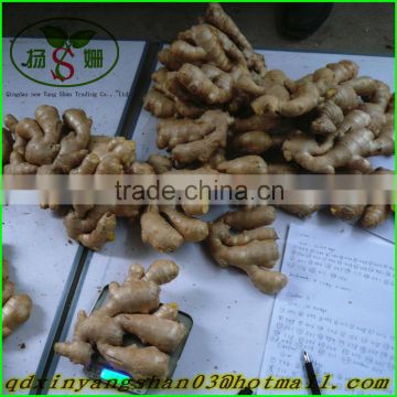 (CHINA) air dry ginger