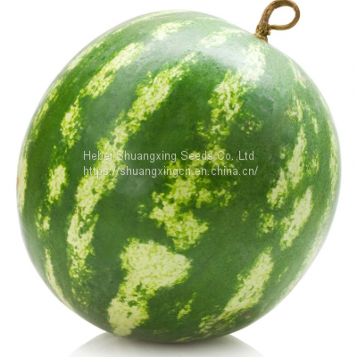 Red flesh f1 hybrid watermelon seeds