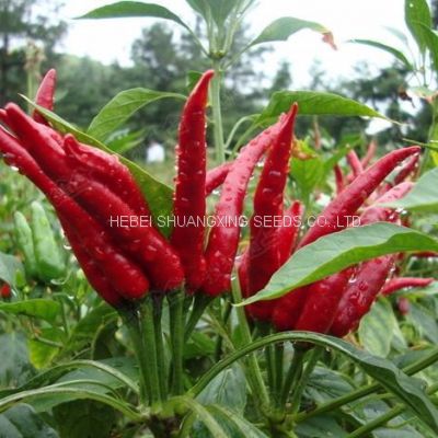 Hybrid hot chili pepper seeds capsicum seeds with competitive price